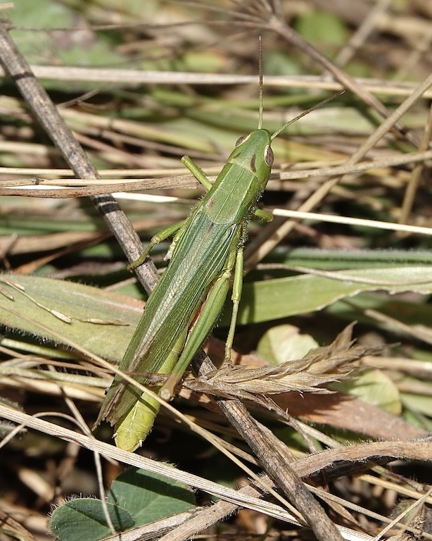 grasshopper